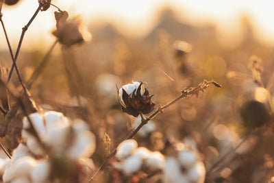 Why Cotton Inc. is supporting GMO cotton