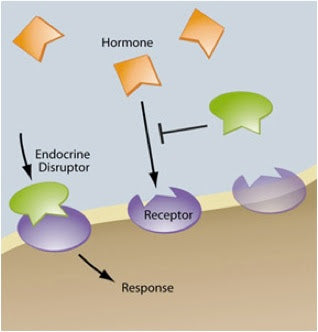 Why Are “Endocrine Disruptors” A Concern?
